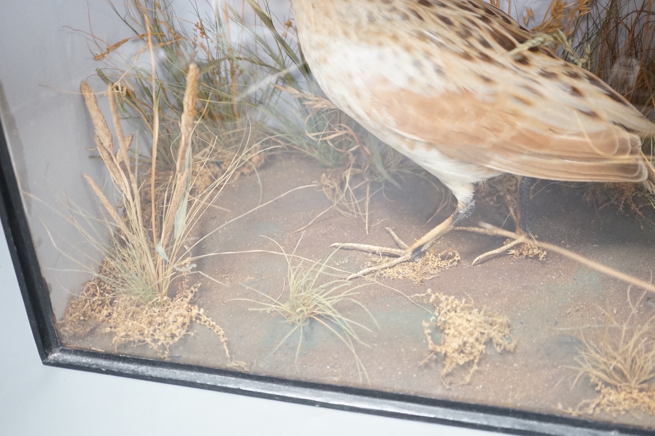 A taxidermy standing Corncrake in glazed wooden case by Roberts & son of Norwich - 27 x 32cm